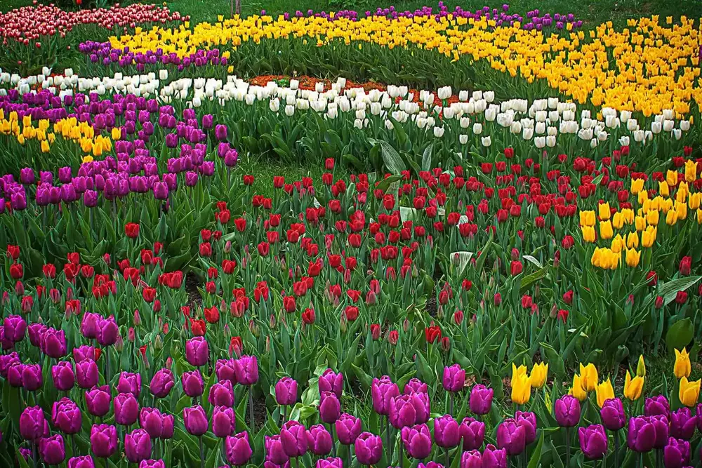 The image shows a field of colourful tulips